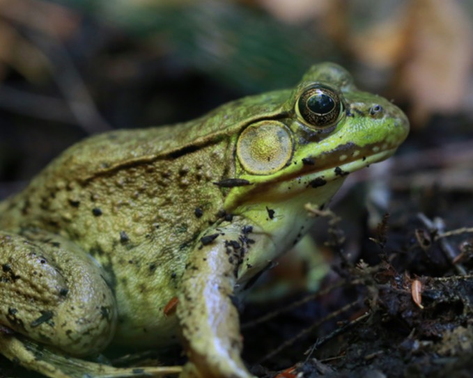 Close-up of a green frog on a leaf
